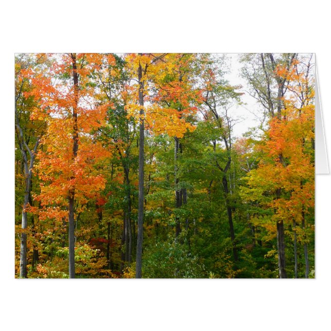 Fall Maple Trees Autumn Nature Photography Card (Front Horizontal)