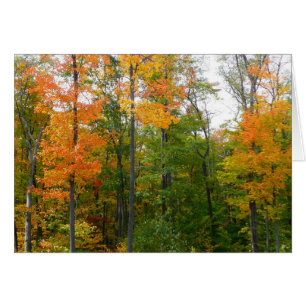 Fall Maple Trees Autumn Nature Photography Cards