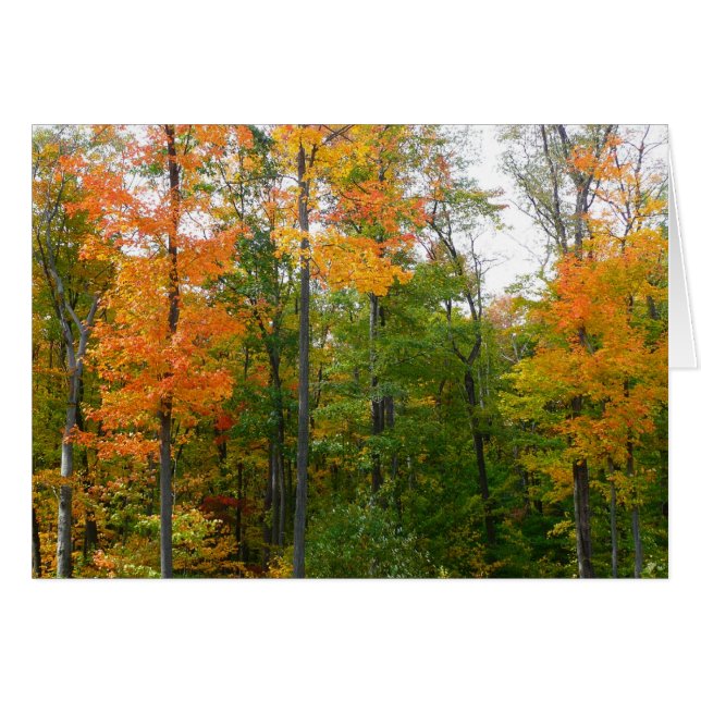 Fall Maple Trees Autumn Nature Photography Cards (Front Horizontal)