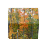 Fall Maple Trees Autumn Nature Photography Checkbook Cover