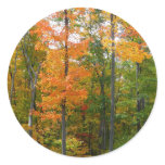 Fall Maple Trees Autumn Nature Photography Classic Round Sticker