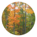 Fall Maple Trees Autumn Nature Photography Classic Round Sticker