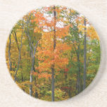 Fall Maple Trees Autumn Nature Photography Coaster