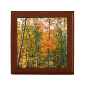 Fall Maple Trees Autumn Nature Photography Jewelry Box