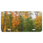 Fall Maple Trees Autumn Nature Photography License Plate
