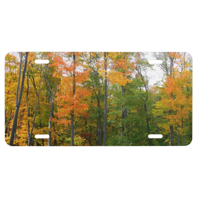 Fall Maple Trees Autumn Nature Photography License Plate (Front)