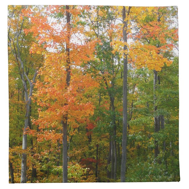 Fall Maple Trees Autumn Nature Photography Napkin (Front)