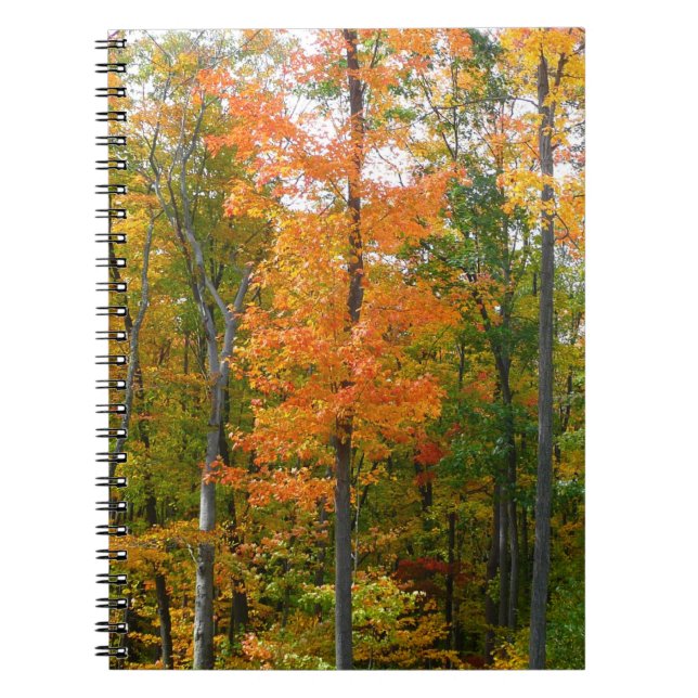 Fall Maple Trees Autumn Nature Photography Notebook (Front)