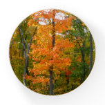 Fall Maple Trees Autumn Nature Photography Paperweight