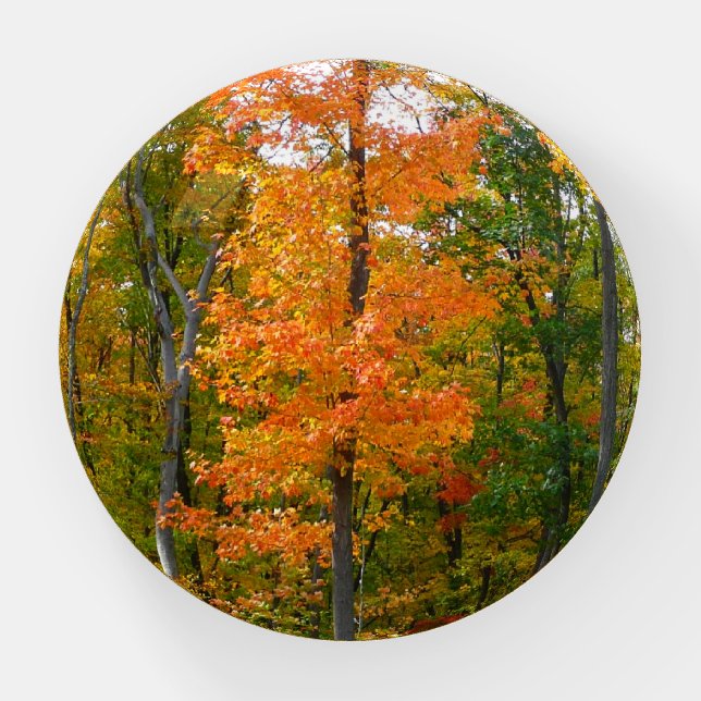 Fall Maple Trees Autumn Nature Photography Paperweight (Front)