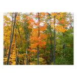 Fall Maple Trees Autumn Nature Photography Photo Print