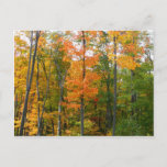 Fall Maple Trees Autumn Nature Photography Postcard