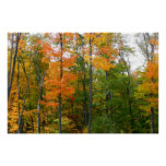Fall Maple Trees Autumn Nature Photography Poster