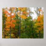 Fall Maple Trees Autumn Nature Photography Poster