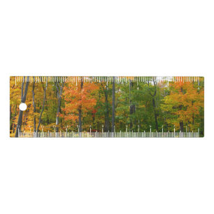 Fall Maple Trees Autumn Nature Photography Ruler