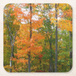 Fall Maple Trees Autumn Nature Photography Square Paper Coaster
