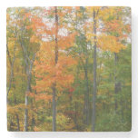 Fall Maple Trees Autumn Nature Photography Stone Coaster