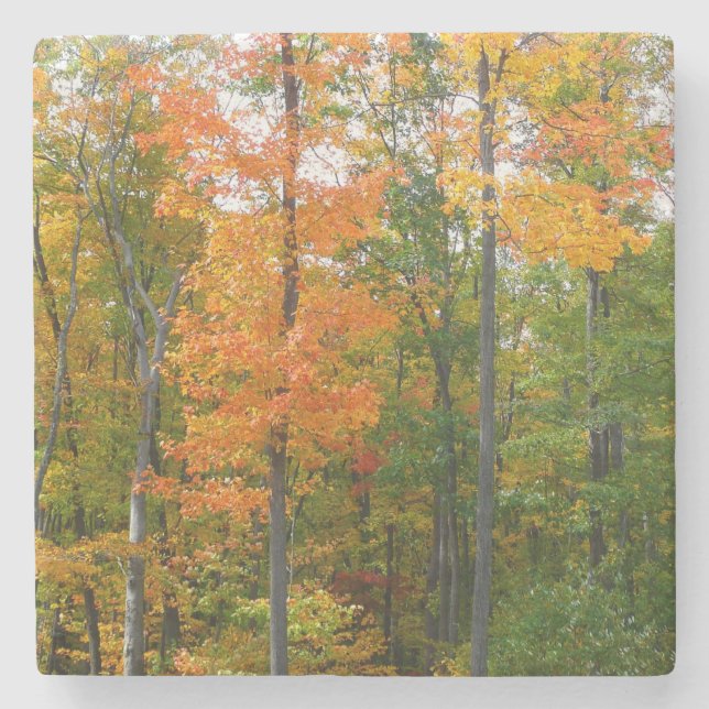 Fall Maple Trees Autumn Nature Photography Stone Coaster (Front)