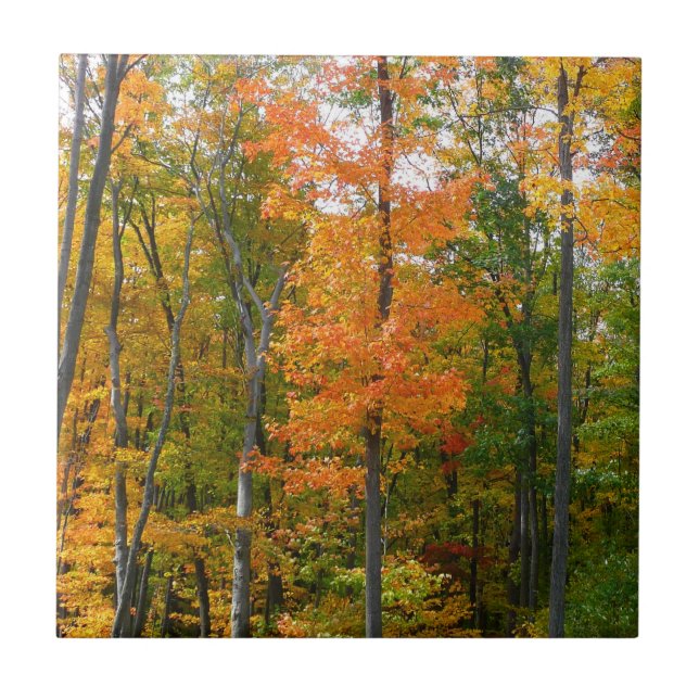 Fall Maple Trees Autumn Nature Photography Tile (Front)