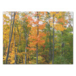 Fall Maple Trees Autumn Nature Photography Tissue Paper