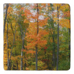 Fall Maple Trees Autumn Nature Photography Trivet