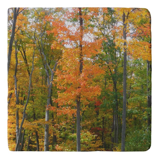 Fall Maple Trees Autumn Nature Photography Trivet (Front)
