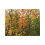 Fall Maple Trees Autumn Nature Photography Wood Poster