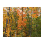 Fall Maple Trees Autumn Nature Photography Wood Wall Decor