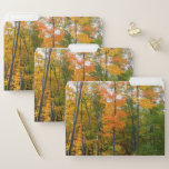 Fall Maple Trees File Folder