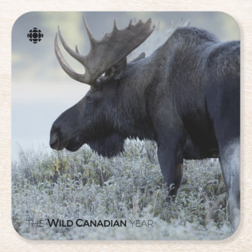 Fall _ Moose Square Paper Coaster