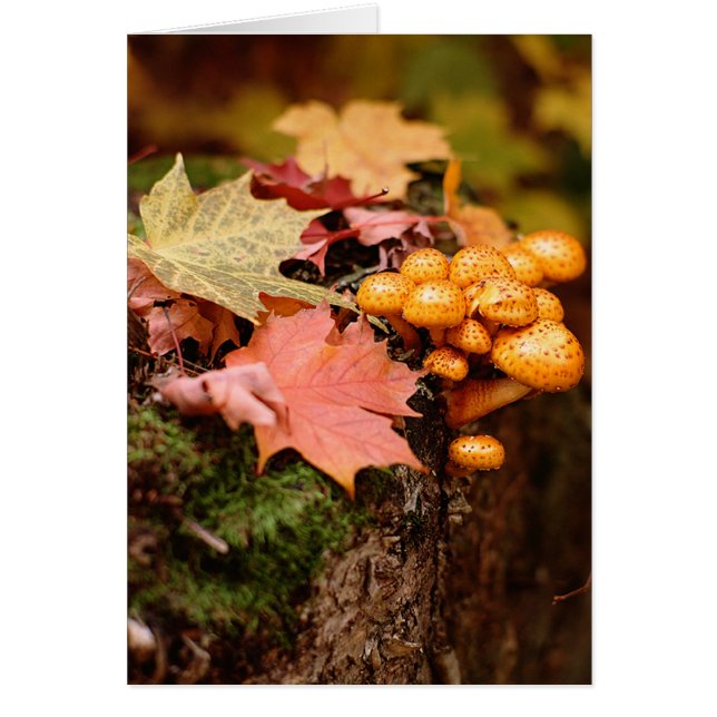 Fall Orange Mushrooms Note Card (Front)
