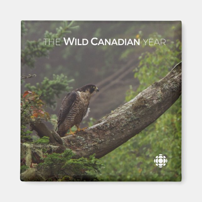 Fall - Peregrine Falcon Magnet (Front)