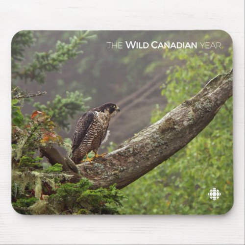 Fall _ Peregrine Falcon Mouse Pad