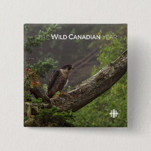 Fall - Peregrine Falcon Pinback Button