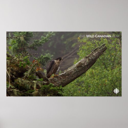 Fall _ Peregrine Falcon Poster