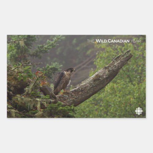 Fall _ Peregrine Falcon Rectangular Sticker