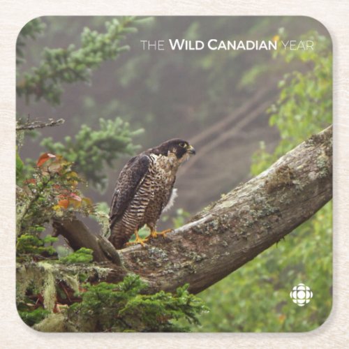 Fall _ Peregrine Falcon Square Paper Coaster