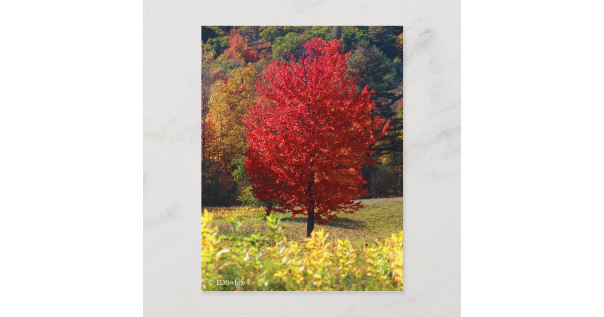 Fall Pictures Postcard | Zazzle