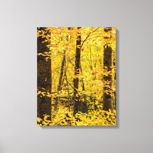 Fall Pisgah National Forest Canvas Print