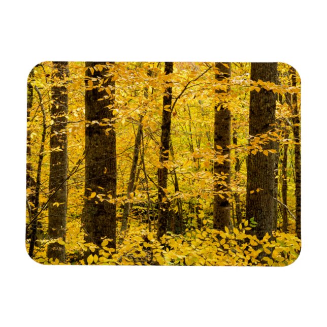 Fall Pisgah National Forest Magnet (Horizontal)