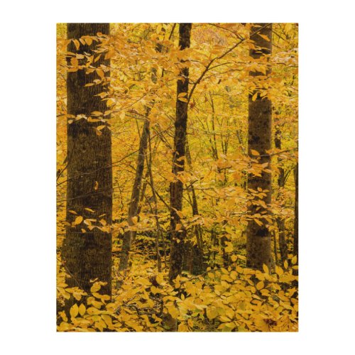 Fall Pisgah National Forest Wood Wall Art