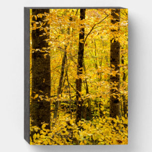 Fall Pisgah National Forest Wooden Box Sign