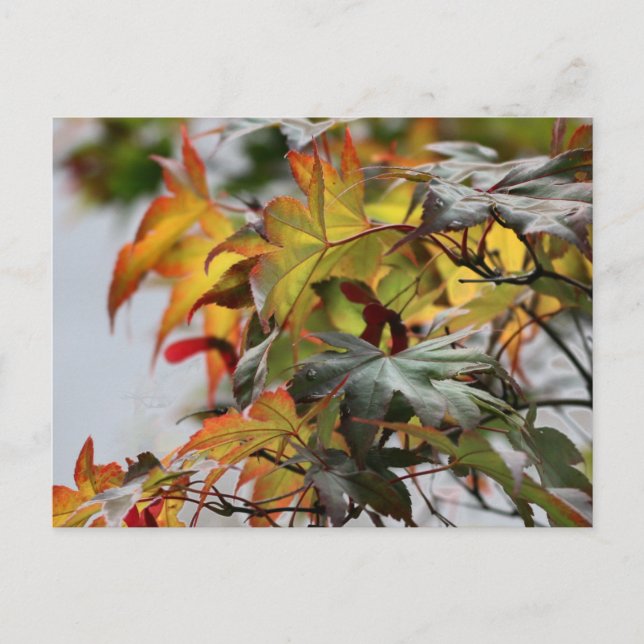 Fall Postcard (Front)