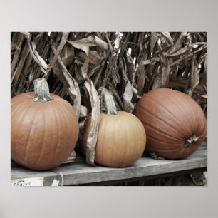 Fall Pumpkins And Corn Stalks Poster