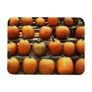 Fall pumpkins magnet