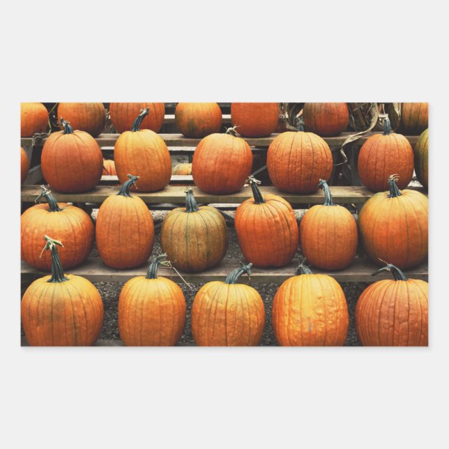 Fall pumpkins rectangular sticker (Front)