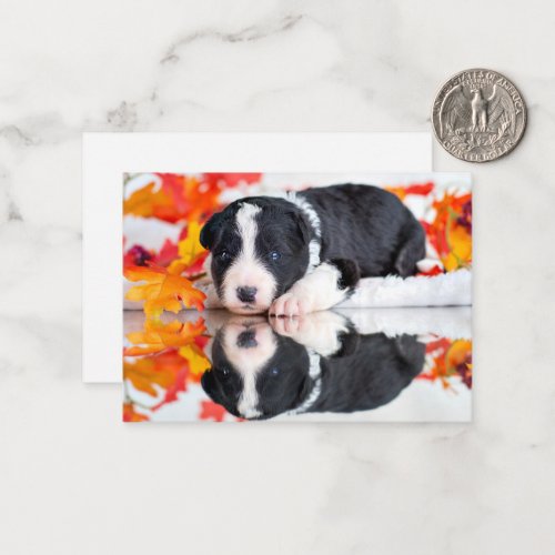 Fall Puppy Note Card