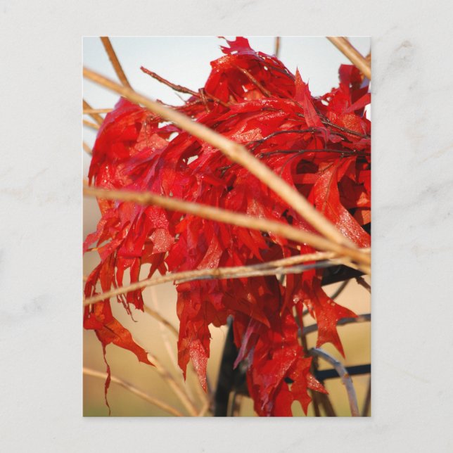 Fall Red Leaves/Autumn Postcard (Front)