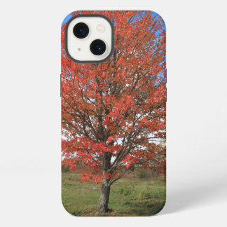 Fall red maple tree in the blue sky iPhone 13 case