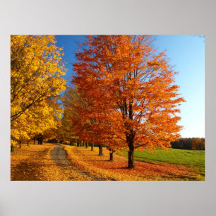 Fall Scene In Vermont Poster